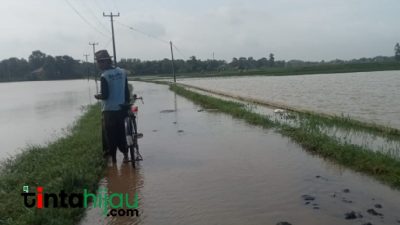 Empat Jam Diguyur Hujan, Puluhan Hektar Tanaman Padi di Ciasem Subang Terendam