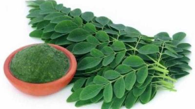 Inilah 5 Kelompok Orang yang Tidak Boleh Mengkonsumsi Daun Kelor