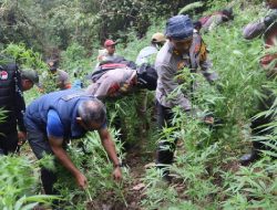Ladang Ganja di TNBTS, Fakta dan Spekulasi di Baliknya