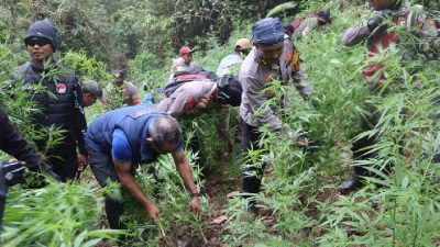 Ladang Ganja di TNBTS, Fakta dan Spekulasi di Baliknya