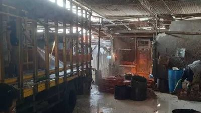Rumah Potong Ayam yang Diduga Gelonggongan Kembali Beroperasi Pasca Penggerebekan