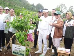 50.000 Bibit Pohon Ditanam untuk Hijaukan Kawasan Puncak Bogor