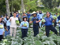 Optimalisasi Lahan Kosong untuk Ketahanan Pangan Nasional, Kini Seskoau Panen Sayuran