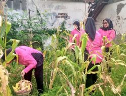 Keseruan Bhayangkari Polsek Ciasem Subang Panen Sayuran di Kebun Ketahanan Pangan Mapolsek