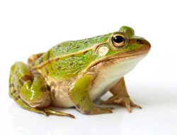 Mengenal Keunikan dari Katak