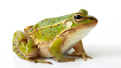 Mengenal Keunikan dari Katak