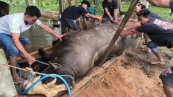 Sapi Kurban Presiden Prabowo Mati Mendadak, Diduga Keracunan