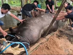 Sapi Kurban Presiden Prabowo Mati Mendadak, Diduga Keracunan