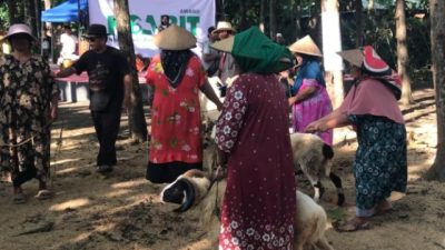 Unik! Peternak Domba di Majalengka Gelar Ngarit Award Jelang Idul Adha