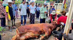 Yoshua Sirait Sumbang Sapi Limosin untuk Kurban di Majelis Shalawat Katomas Subang