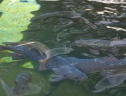 Menelusuri Jejak Mistis dan Ekologis Ikan Dewa Kuningan