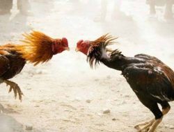 Polisi Gerebek Sabung Ayam di Bandung, 18 Orang Ditangkap