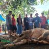 Semangat Kebersamaan Warnai Pelaksanaan Kurban di Puri Subang Asri, 400 Paket Siap Distribusikan