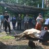 Perumda Tirta Rangga Subang Bagikan Daging Qurban ke Warga Sekitar Sumber Air