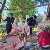 Waspada! Penyakit Setelah Idul Adha yang Perlu Diantisipasi