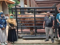 Empat Sapi Asal Subang Dipilih Presiden Prabowo untuk Kurban Idul Adha