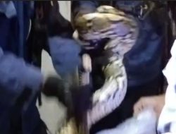 Damkar Subang Evakuasi Ular Sanca Sepanjang 3 Meter dari Rumah Warga Cigadung