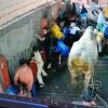 Sapi Kurban Mengamuk di Bandung, Tiga Warga Terluka Termasuk Anak-Anak