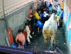 Sapi Kurban Mengamuk di Bandung, Tiga Warga Terluka Termasuk Anak-Anak