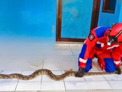 Damkar Kota Cimahi Evakuasi Ular Sanca Sepanjang 2,8 Meter dari Rumah Warga