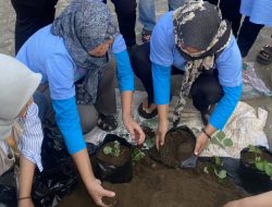 Mahasiswa KKN-T UNMA dan PKK Desa Argamukti Majalengka Gagas Strawberry Mini Farm untuk Ketahanan Pangan