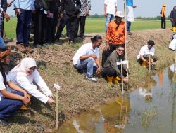PT Taspen Tanam 1.175 Bibit Mangrove di Pesisir Utara Subang