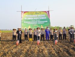 Perkuat Ketahanan Pangan, Polres Subang Tanam Jagung di Lahan 10 Hektar di Daerah Pantura