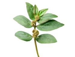 Mengenal Manfaa Air Rebusan Daun Patikan Kebo untuk Kesehatan Tubuh