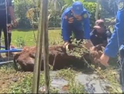 Hilang 2 Hari, Petugas Damkar Subang Selamatkan Sapi 3 Kwintal dari Sumur Sedalam 10 Meter