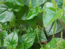 Dimanfaatkan dalam Pengobatan Tradisional, Berikut 7 Manfaat Daun Sirih Cina!