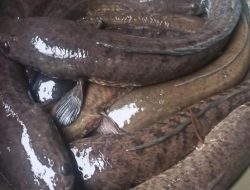 Sering Disebut Ikan Obat, Berikut 6 Manfaat Ikan Gabus untuk Kesehatan