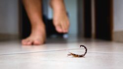 Dear Warga Jabar! Ini Cara Mencegah Kalajengking Masuk ke Dalam Rumah