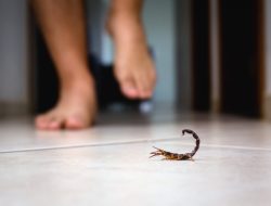 Dear Warga Jabar! Ini Cara Mencegah Kalajengking Masuk ke Dalam Rumah