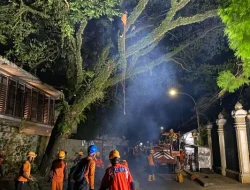 BPBD Kota Tasikmalaya Pangkas Tiga Pohon Rawan Tumbang di Jalan Galunggung