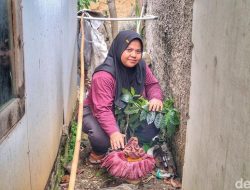 Bikin Geger! Bunga Bangkai Mekar di Pekarangan Warga Baleendah