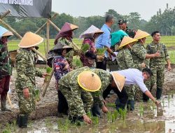 Dorong Ketahanan Pangan, Pangdam III/Siliwangi Tanam Padi di Sidajaya Subang