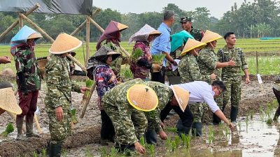 Dorong Ketahanan Pangan, Pangdam III/Siliwangi Tanam Padi di Sidajaya Subang