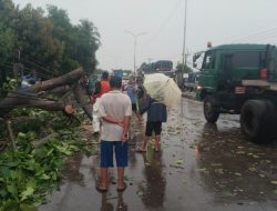 Diterpa Angin Kencang, Pohon Tumbang Tutupi Jalur Pantura Ciasem Subang