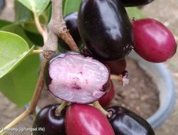 Berikut Beberapa Manfaat Buah Jamblang untuk Kesehatan