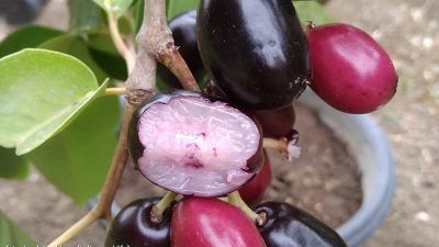 Berikut Beberapa Manfaat Buah Jamblang untuk Kesehatan