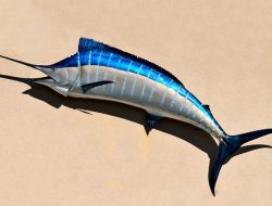 Berikut Beberapa Jenis Ikan yang Sebaiknya Dihindari untuk MPASI