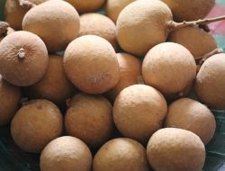 Ini 8 Manfaat Buah Klengkeng untuk Kesehatan, Mulai dari Cegah Anemia hingga Tingkatkan Daya Tahan Tubuh