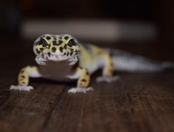 Tips Ampuh Mengusir Cicak dari Rumah