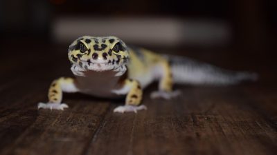 Tips Ampuh Mengusir Cicak dari Rumah