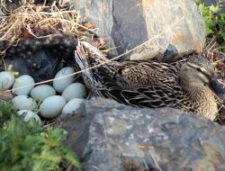 Inilah Khasiat dan Manfaat Telur Bebek untuk Kesehatan