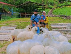 Inilah Daya Tarik Utama Wisata Bukit Domba!