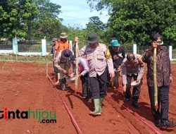 Polisi Turun ke Kebun! Polsek Cipeundeuy Subang Tanam Jagung di Lahan 1,8 Hektare