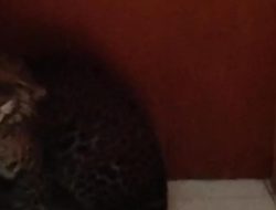 Macan Tutul Nyasar ke Hotel di Bandung Berhasil Dievakuasi, BBKSDA Jabar Telusuri Asal Usulnya