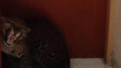 Macan Tutul Nyasar ke Hotel di Bandung Berhasil Dievakuasi, BBKSDA Jabar Telusuri Asal Usulnya