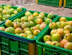 Mangga Gedong Gincu Indramayu Resmi Kantongi Sertifikat Indikasi Geografis